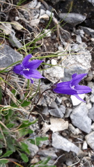 Campanula dasyantha