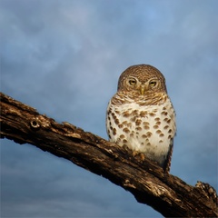 Glaucidium capense