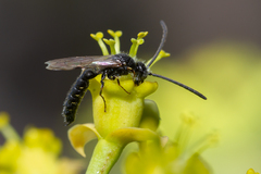 Poecilotiphia gracilis