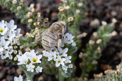 Anthophora pulverosa