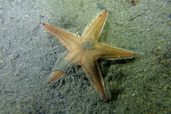 Astropecten irregularis