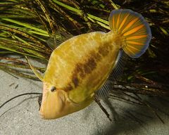 Paxman's Leatherjacket photo 1