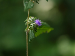 Acilepis dendigulensis