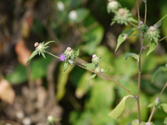 Acilepis dendigulensis
