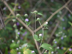 Acilepis dendigulensis