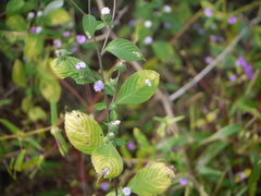 Acilepis dendigulensis