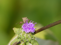 Acilepis dendigulensis