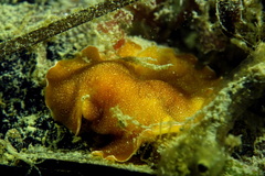 Yungia aurantiaca