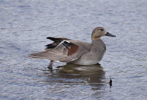 Canard chipeau, mâle
