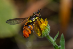 Chrysotoxum triarcuatum