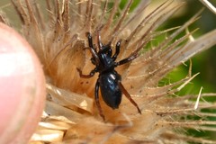 Trachyzelotes pedestris