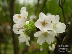 Prunus × lannesiana