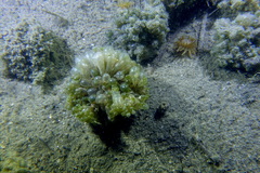 Valonia aegagropila
