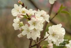 Prunus × lannesiana