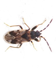 Scolopostethus decoratus