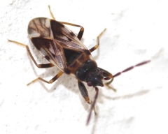 Scolopostethus decoratus