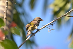 Dulus dominicus