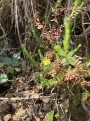 Hypericum diosmoides