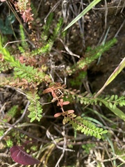 Hypericum diosmoides
