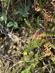 Hypericum diosmoides