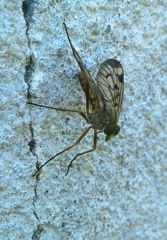 Rhagio atlanticus