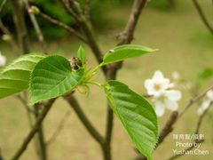 Prunus × lannesiana