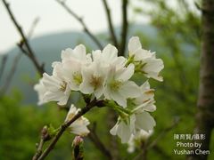 Prunus × lannesiana