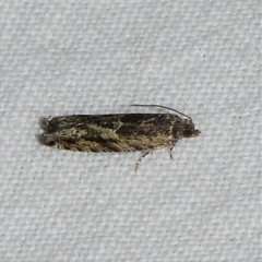 Pseudexentera haracana