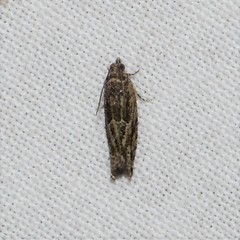 Pseudexentera haracana