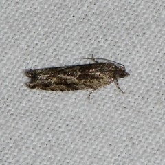 Pseudexentera haracana