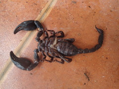Heterometrus laoticus