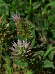 Trifolium squamosum