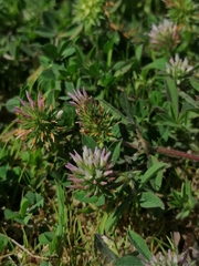 Trifolium squamosum