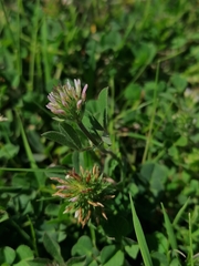 Trifolium squamosum