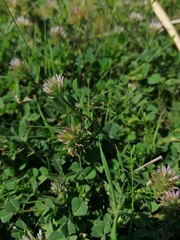 Trifolium squamosum