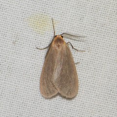 Pagara simplex
