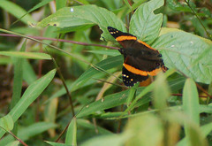Vanessa dimorphica dimorphica