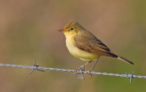 Foto de Melodious Warbler