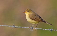 Melodious Warbler photo 1