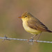 Melodious Warbler - Photo (c) Paul Cools, some rights reserved (CC BY-NC), uploaded by Paul Cools
