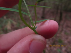 Vicia minutiflora