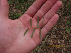 Vicia minutiflora