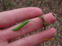 Vicia minutiflora
