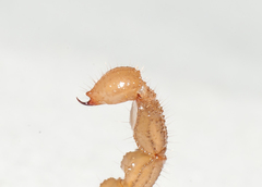 Cazierius gundlachii