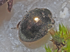 Lamprobyrrhulus nitidus