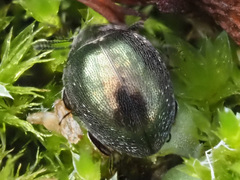 Lamprobyrrhulus nitidus