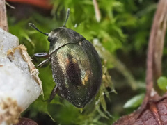 Lamprobyrrhulus nitidus