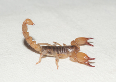 Cazierius gundlachii