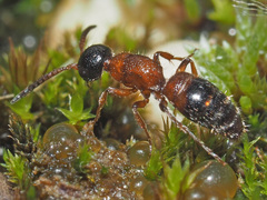 Myrmosa atra