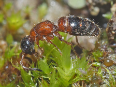 Myrmosa atra